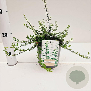 Euonymus fort. 'Minimus' 15-20 cm P15