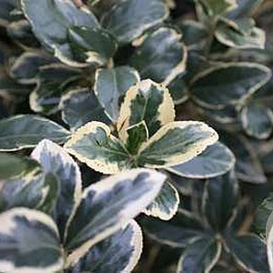 Euonymus jap. 'Albomarginatus' 30-35 cm 5,0L