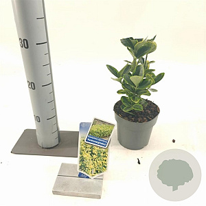 Euonymus jap. 'Aureomarginatus' 20-25 cm P13