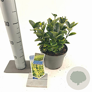 Euonymus jap. 'Aureomarginatus' 20-25 cm 2,0L