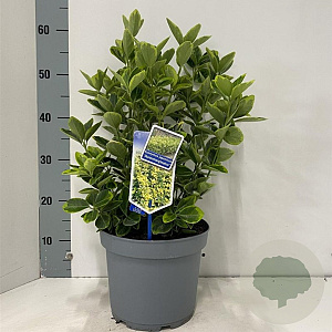 Euonymus jap. 'Aureomarginatus' 35-40 cm 5,0L