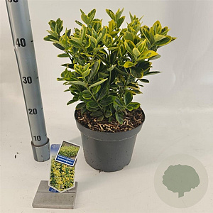 Euonymus jap. 'Aureomarginatus' 35-40 cm 5,0L