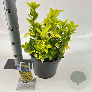 Euonymus jap. El Dorado 35-40 cm 5,0L