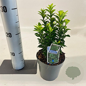 Euonymus jap. 'Microphyllus' 15-20 cm P13