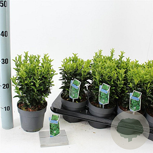 Euonymus jap. 'Microphyllus' 15-20 cm P13