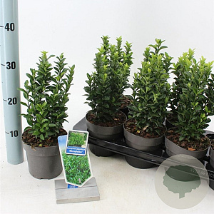Euonymus jap. 'Microphyllus' 15-20 cm P13