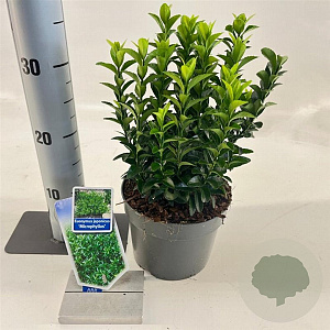 Euonymus jap. 'Microphyllus' 20-25 cm 2,0L
