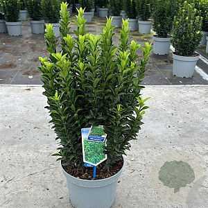 Euonymus jap. 'Microphyllus' 35-40 cm 5,0L