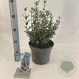 Euonymus jap. 'Susan' 35-40 cm 5,0L