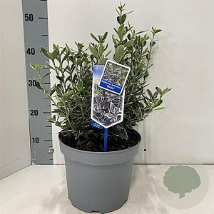 Euonymus jap. 'Susan' 35-40 cm 5,0L