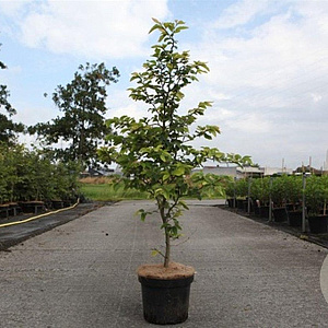 Fagus sylvatica 125-150 cm 7,5L Gestokt