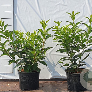 Forsythia int. Week-End 40-60 cm 2,0L