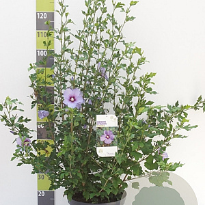 Hibiscus syr. 'Marina' 80-100 cm 12L