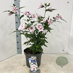 Hibiscus syr. Starburst Chiffon 60-70 cm 5,0L