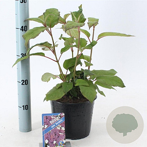Hydrangea asp. 'Macrophylla' 30-40 cm 3,0L