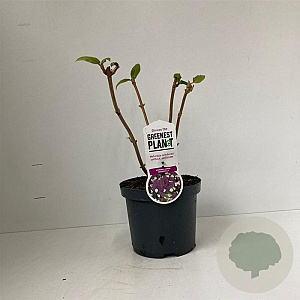 Hydrangea asp. 'Macrophylla' 30-40 cm 3,0L