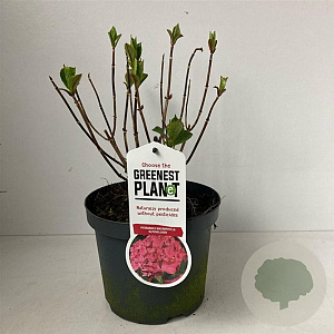 Hydrangea m. 'Alpenglühen' 20-25 cm 3,0L bol antraciet