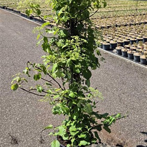 Hydrangea anomala petiolaris 125-150 cm 15L