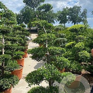 Ilex crenata 'Blondie' 200 cm cont. 65L Potgedrukt bonsai