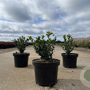 Ilex crenata 'Caroline Upright' 20-25 cm 2,0L