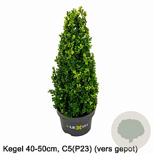 Ilex crenata Dark Green 40-50 cm 5,0L kegel versgepot
