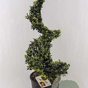 Ilex crenata Dark Green 90-100 cm 12L spiraal
