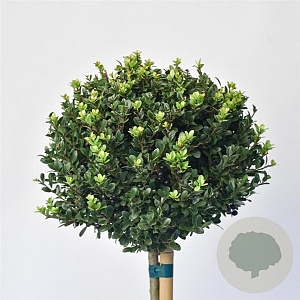 Ilex crenata Dark Green 80 cm stam 12L potgekweekt