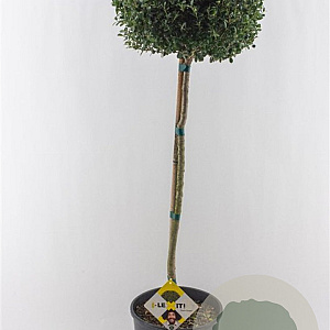 Ilex crenata Dark Green 80 cm stam 12L potgekweekt