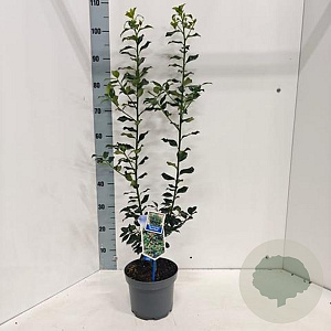 Ilex meserv. Blue Maid 50-60 cm 3,0L