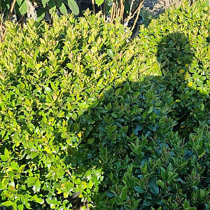 Ilex meserv. Blue Maid 65-70 cm 35L bol