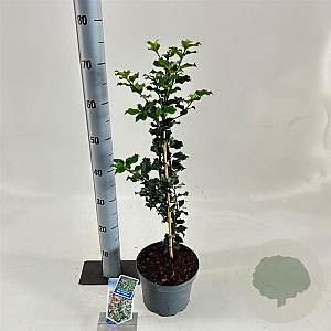 Ilex meserv. 'Blue Princess' 30-40 cm 3,0L