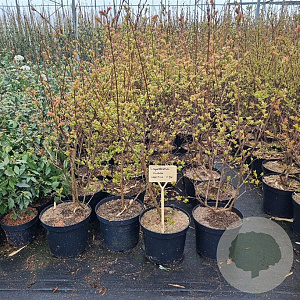 Lagerstroemia i. 'Rubra Magnifica' 80-100 cm 7,5L