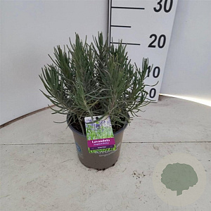 Lavandula ang. 'Munstead' 25-30 cm P15