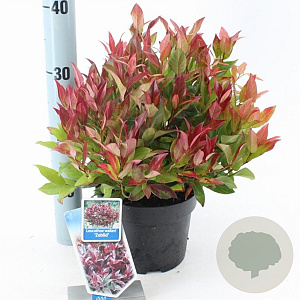 Leucothoe 'Zeblid' 25-30 cm 2,0L