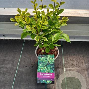 Ligustrum oval. 'Aureum' 20 cm P12