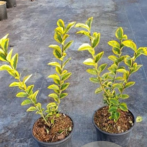 Ligustrum oval. 'Aureum' 30-40 cm 2,0L