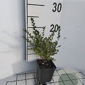 Lonicera nit. 'Elegant' GM P9