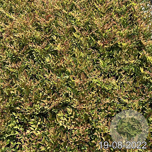 Nandina d. 'Gulf Stream' GM 2,0L