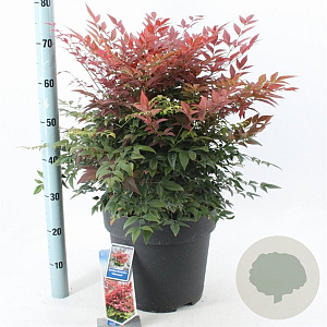 Nandina d. Obsessed 40-50 cm 15L