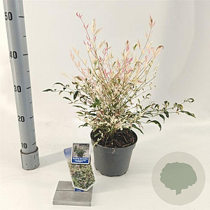Nandina d. 'Twilight' 20-25 cm 2,0L