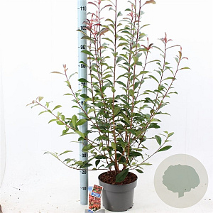 Photinia fraseri Carré Rouge 60-70 cm 5,0L