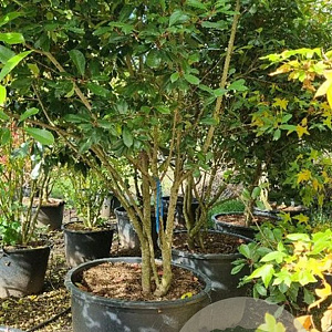 Photinia fraseri 'Red Robin' 300-350 cm cont. 350L solitair
