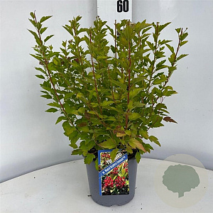Physocarpus op. Raspberry Lemonade 25-30 cm 3,0L