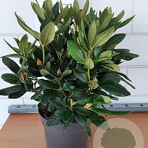 Rhododendron 'Cunningham's White' 40-45 cm 7,5L