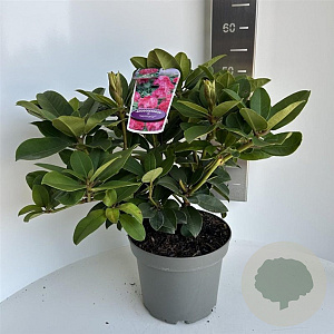 Rhododendron 'Germania' 40-50 cm 5,0L