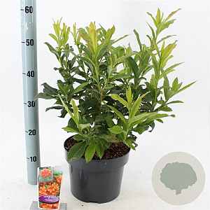 Rhododendron (AK) 'Gibraltar' 30-40 cm 5,0L