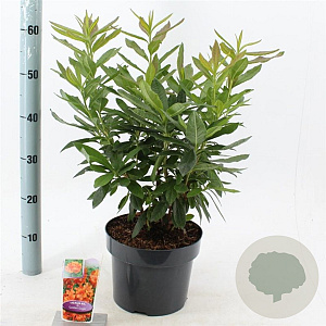 Rhododendron (AK) 'Golden Eagle' 30-40 cm 5,0L