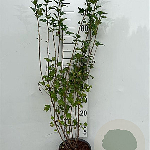 Ribes alpinum 80-100 cm 5,0L