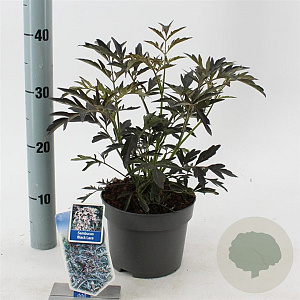 Sambucus nigra Black Lace 30-40 cm 2,0L