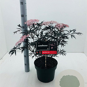 Sambucus nigra Black Lace 40-50 cm 5,0L